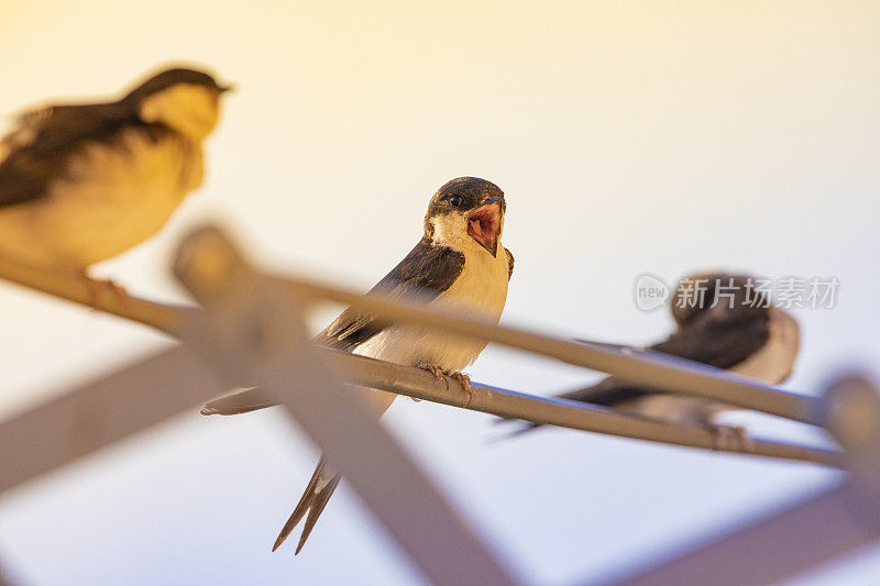 谷仓燕子(Hirundo rustica)在我的窗口靠近。躺在我的衣架上